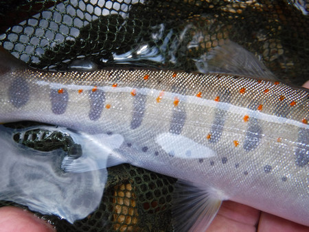 渓流の宝石、ニンフで釣れた